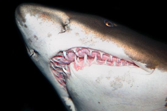 Close up on sharks teeth