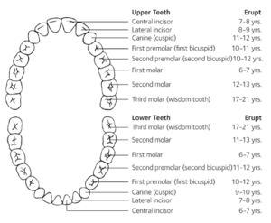 Teeth Eruption Schedule | Canyon Gate Dental of Orem