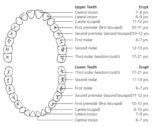 ADA Permanent Tooth Development