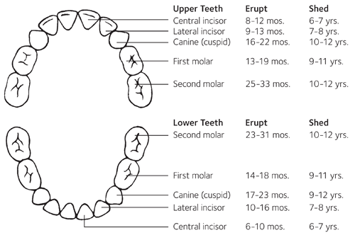 ADA Primary Tooth Development