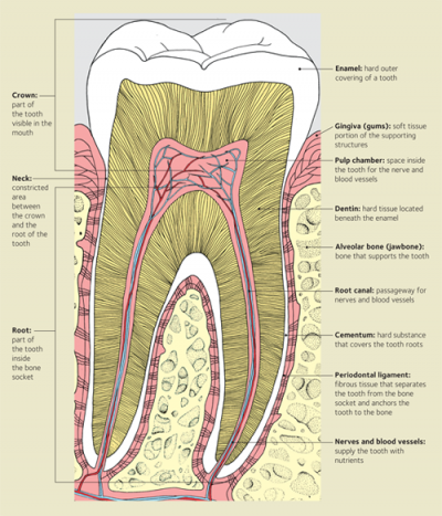 Simple Diagram Of A Tooth