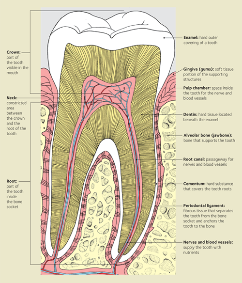 Anatomy of a tooth diagram