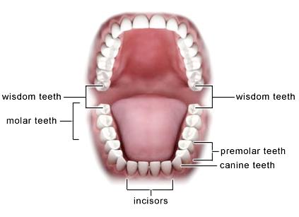 All About Wisdom Tooth