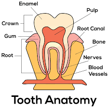 Anatomy of a Tooth